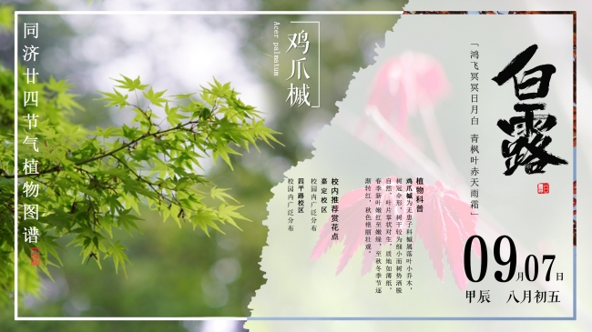 同济二十四节气植物图谱 | 鸿飞冥冥日月白，青枫叶赤天雨霜。